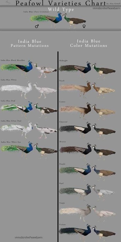 Peacock Color Genetics Minifluffs Caviary